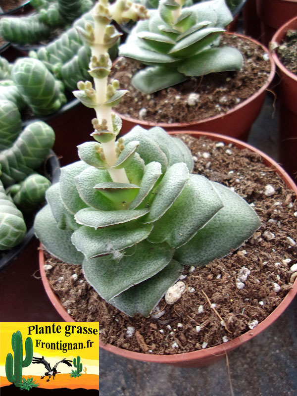 Crassula Hemisphaerica 3290